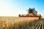 Combine harvester harvests ripe wheat